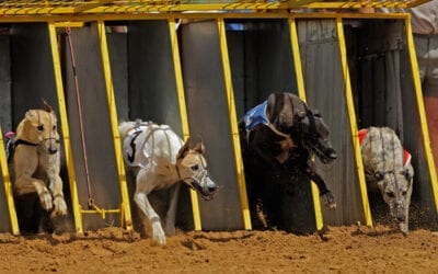Life at the Dog Track – sharing purpose or infighting?